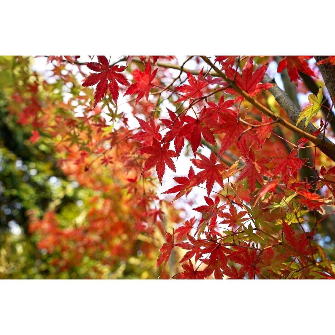 永島優美さんのインスタグラム写真 - (永島優美Instagram)「* 紅葉を見に、いざ鎌倉へ🚃 少しずつ葉っぱが赤くなっていましたよ☺️🍁 * お茶菓子もイチョウのデザインで 秋を感じてきました♫ * #ふらっと旅日記📖 #鎌倉 #紅葉」11月21日 19時18分 - yuumi_nagashima