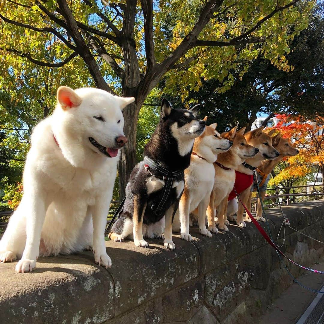 vo_coさんのインスタグラム写真 - (vo_coInstagram)「🐾 こたつはかなり久々参加の柴犬直列6気筒 ジロちゃん…なぜそんなに手前に来ちゃったの…！笑 #非常勤柴こたつ  #柴犬直列 #太陽とその他惑星　的な #間違った遠近法  #shibastagram #instashiba #shiba #shibainu #黒柴 #柴犬」11月21日 10時49分 - vo_co