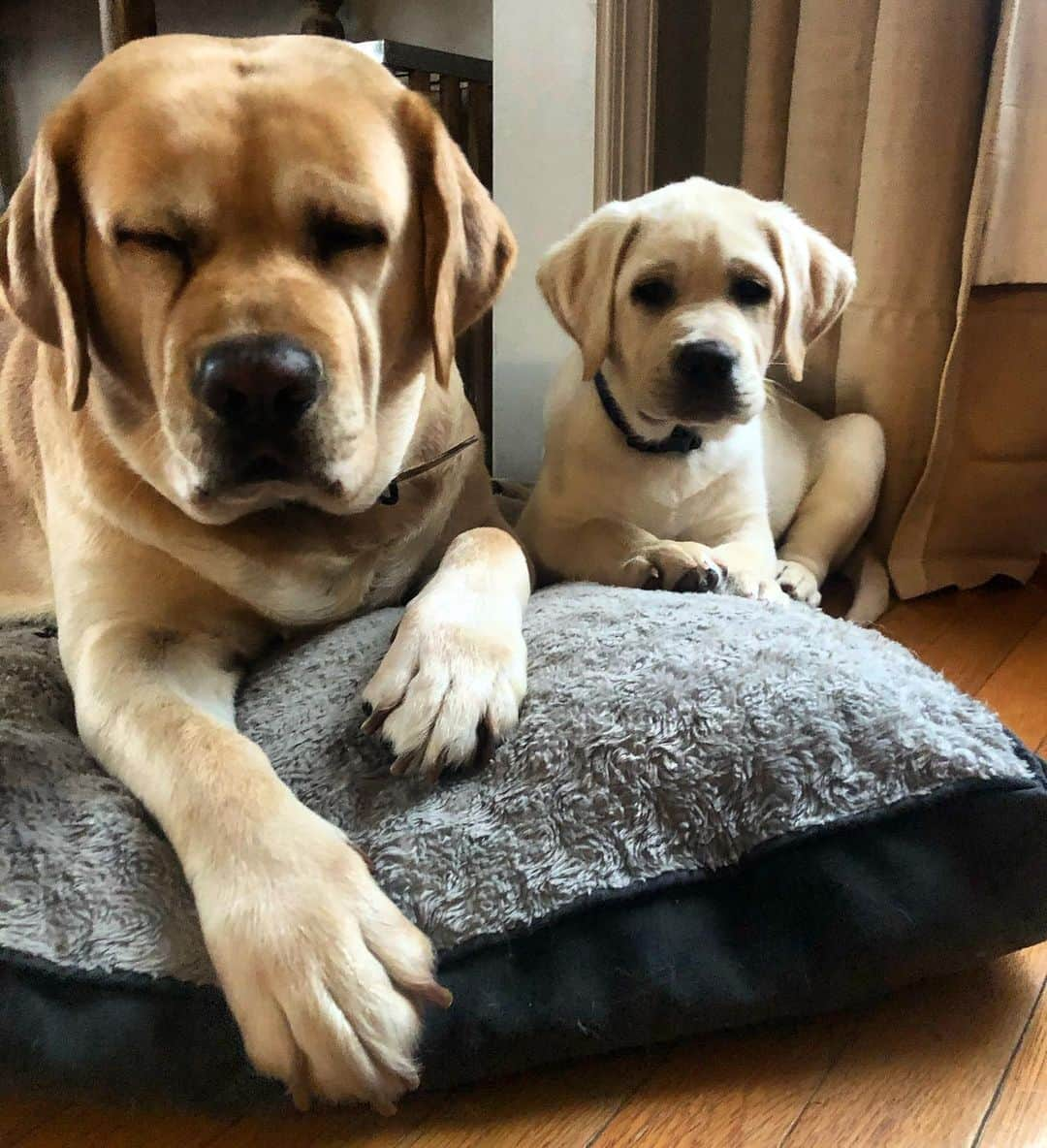 Huckのインスタグラム：「Chilling with one of the little bro’s, Gibbes. I’ll teach him how to wink next ☺️💙 . . . . . . #squintyeyes #talesofalab #yellowlab #labphotooftheday #fab_labs_ #labrador_class #thelablove_feature #yellowlabsofinstagram #labsofinsta #englishlabrador #worldofmylab #thelablove_feature #yellowlab #puppygram」