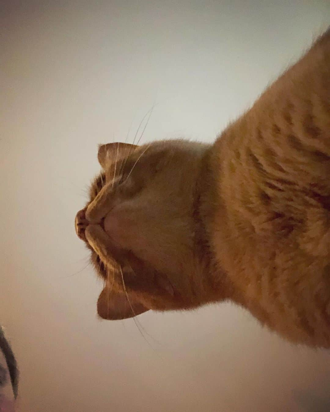 Snorri Sturlusonさんのインスタグラム写真 - (Snorri SturlusonInstagram)「❤️」11月21日 11時48分 - snorrithecat