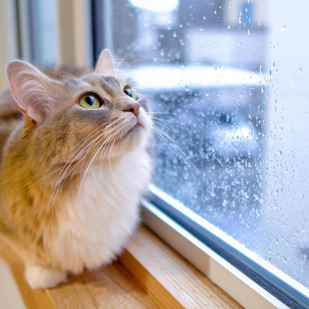 マアルのインスタグラム：「我が家のパール #🐈 #北海道 #旭川市 #ソマリ #メインクーン」