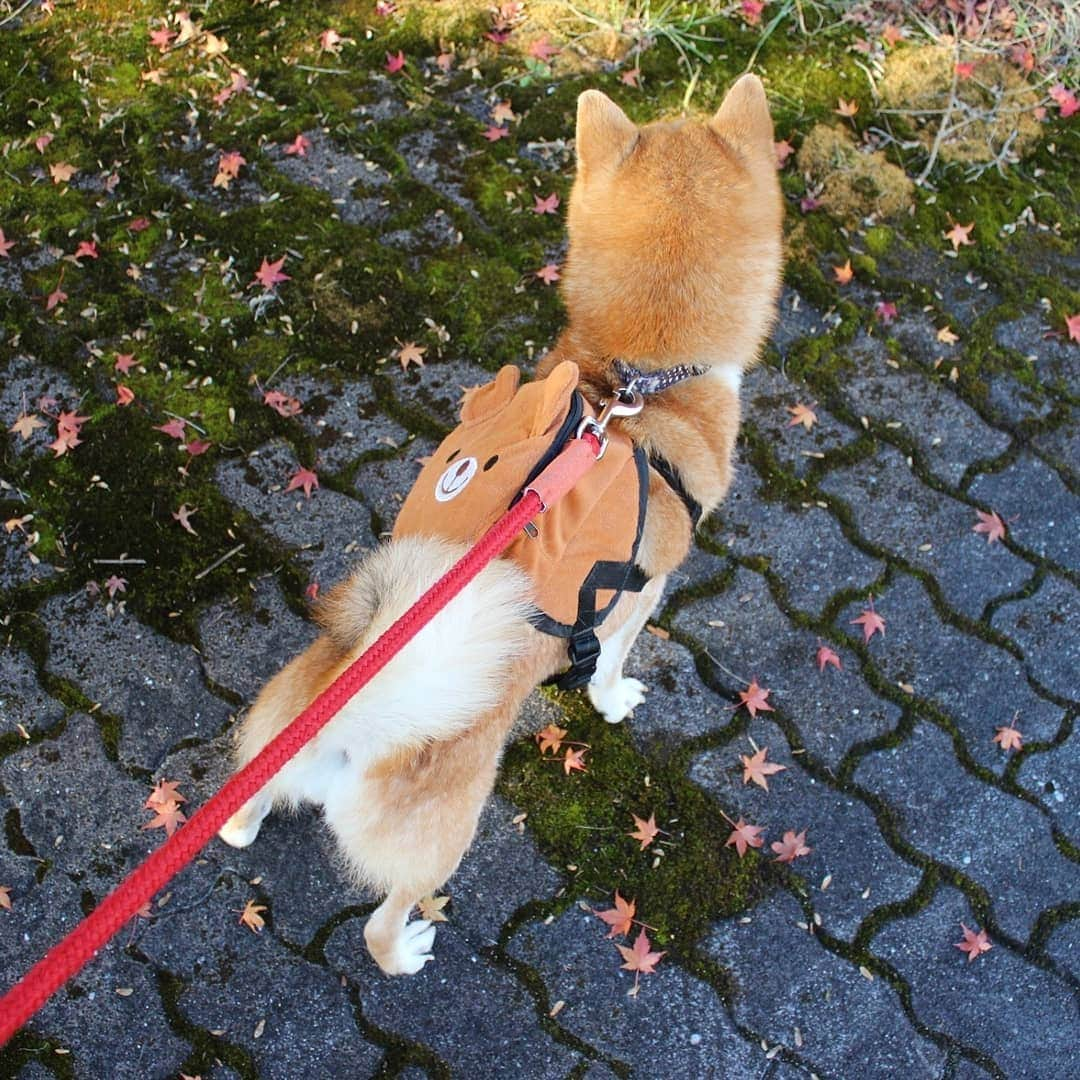 柴犬たま Shibainu Tamaのインスタグラム