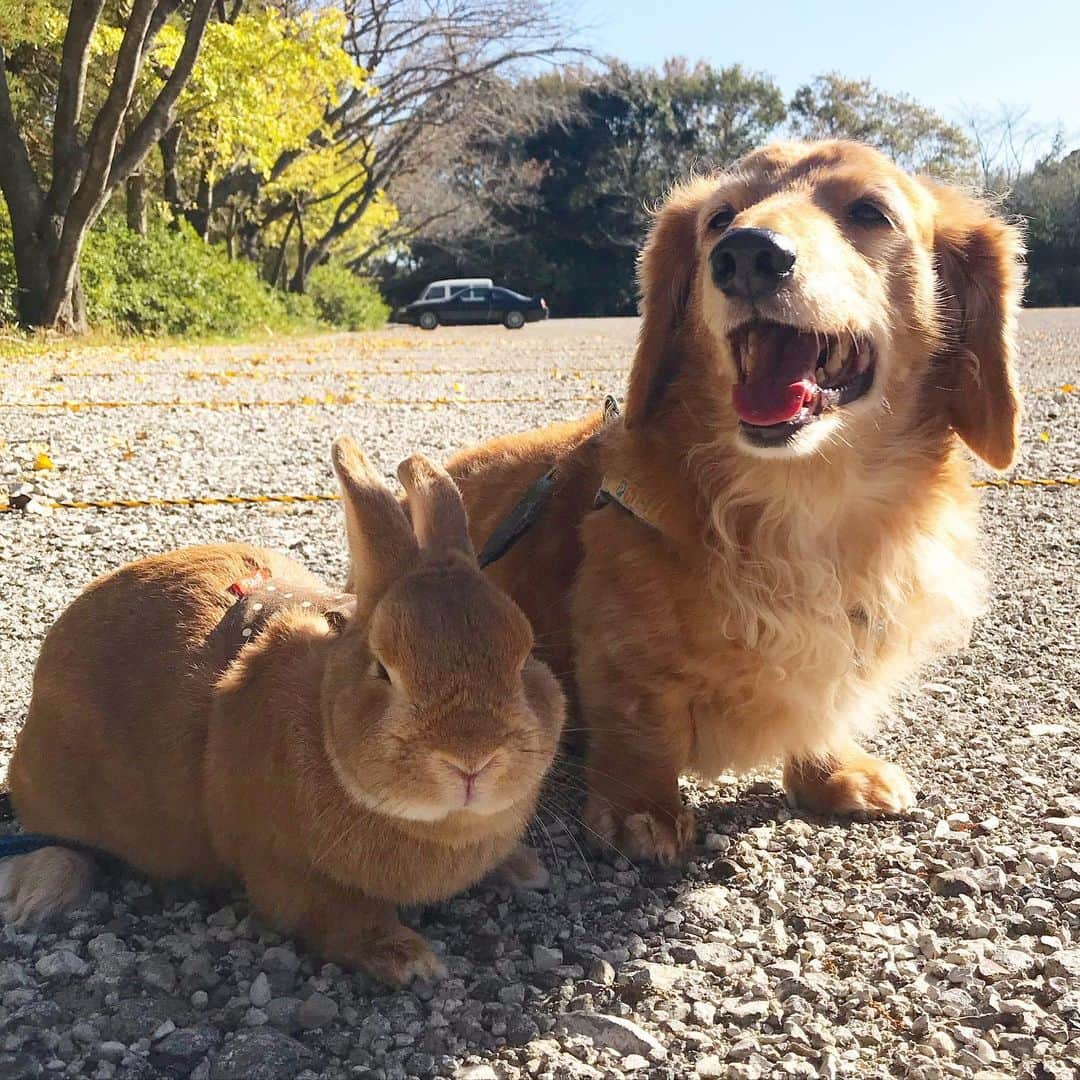 Chieko Shibutaさんのインスタグラム写真 - (Chieko ShibutaInstagram)「たろー🐶&うじゃこ🐰地方☀️ 明日☔️寒い😨みたいなので ゆったり　さんぽ🌱 お気に入りの場所が　砂利駐🅿️に　なってました たろ！ あれ？ ちょっと違和感🐾🐾🐾💦 外は　気持ちいいから　オッケー👌 🐰✨ 💕✨🐶🍀🐰✨💕 💕 #dachshund #dachshunds #dachshundlove #dog #dogs #doglove #instadog #instagram #instagood #pet #pets #petsagram #cute #cutepe #cutepet #cutedog #cuteanimals #likes #09076999576 happy #smile #rabbit #ラビット #ミニュチュア #ミニュチュアダックス  #ミニュチュアダックスフント #うさぎ部 #うさぎ #ダックス #ダックスフンドロングヘアー#ねざーらんどどわーふ」11月21日 13時42分 - chieko.81