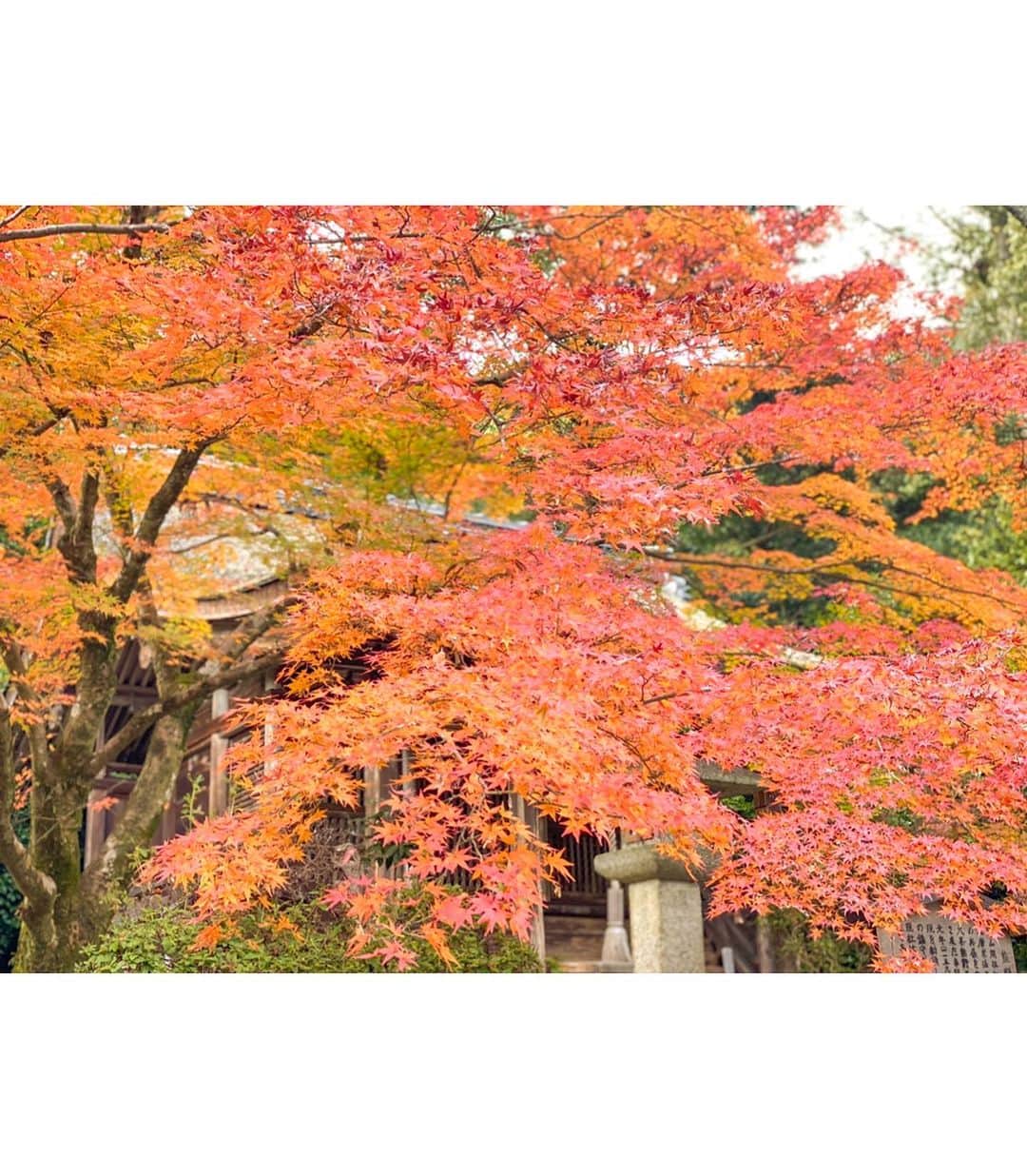 林弓束さんのインスタグラム写真 - (林弓束Instagram)「実は弾丸で実家、滋賀に帰ってました。 お正月以外に帰るのは中々なかったので、滋賀観光でもしようと、お寺をまわったりしました。 小学生ぶりくらいに行った三井寺。 三井寺のお団子ってすっごく美味しいんだよ🍡 あと #開運そば も！！！ めちゃくちゃ美味しかった💓 今の季節は紅葉も見頃で、気持ちよかったです。 食べてばかりでなく😅 弁慶が比叡山まで引きずり登ったという大きな鐘もみれたし、 三井の霊泉という天智、天武天皇が生まれた時に産湯に使われた井戸もみて、日本の情緒を感じれて本当素敵な時間を過ごせました✨ . 子供の頃パパがお寺めぐり好きでよく連れてってもらってたけど、その時は本当興味湧かなかったけど、大人になるとちゃんと興味でてくるの不思議。 . . . #三井寺 #三井寺力餅 #総本山 #紅葉」11月21日 13時38分 - hayashiyuzuka