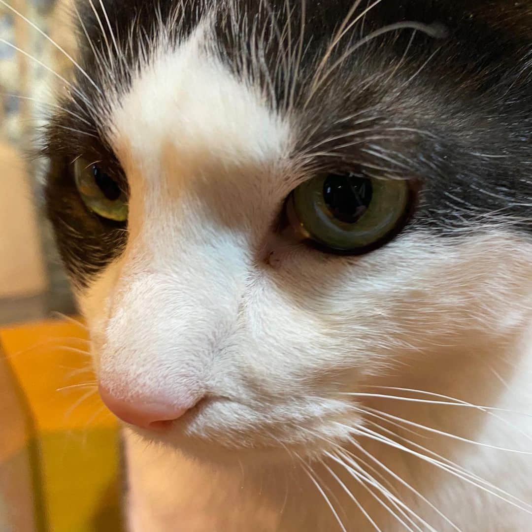野間美由紀のインスタグラム：「今日のアップ😸」