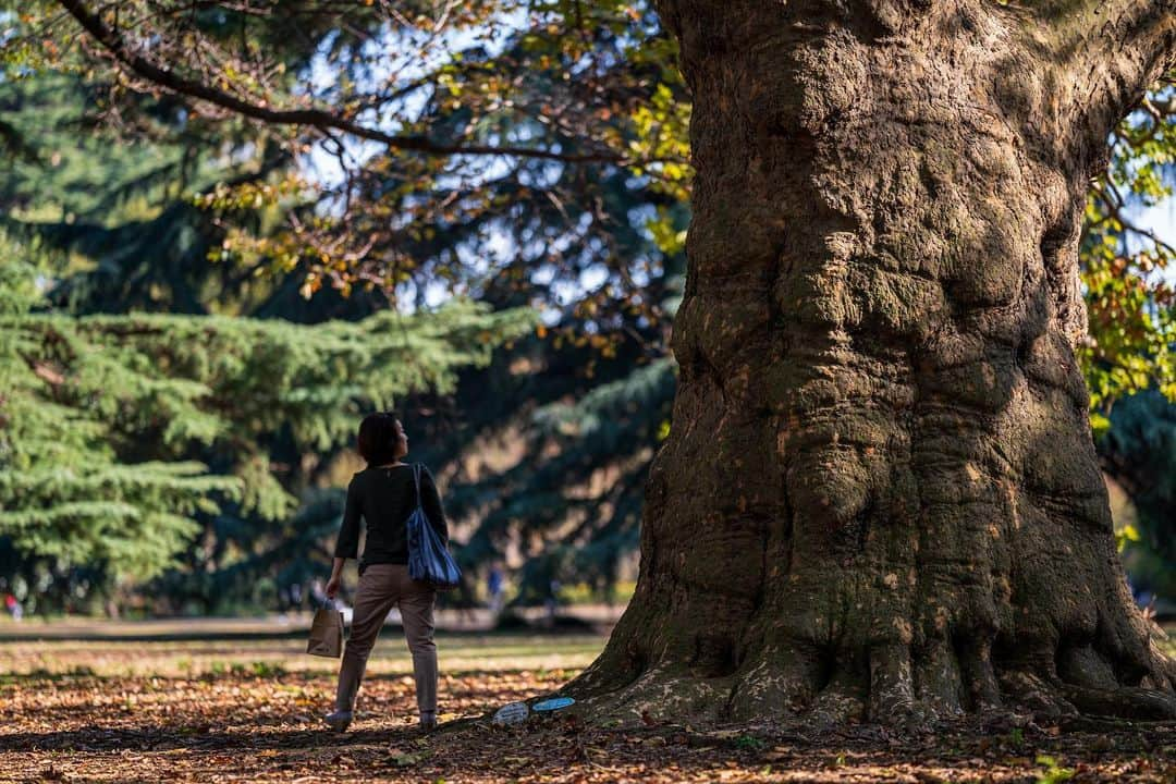 サイモンとマルティナさんのインスタグラム写真 - (サイモンとマルティナInstagram)「Fall time in Shinjuku Park.」11月21日 14時03分 - eatyourkimchi