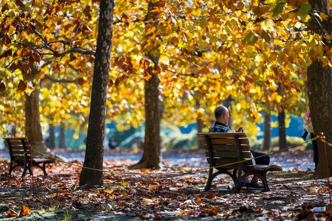 サイモンとマルティナのインスタグラム：「Fall time in Shinjuku Park.」