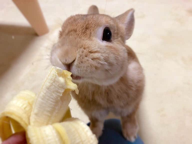 ラン?さんのインスタグラム写真 - (ラン?Instagram)「バナナ🍌(=^▽^=)💕💕 もぐもぐ♡おいしいね😊 ☆ バナナはたまにしかあげないから、とっても嬉しそうに食べる♡ ☆ 今日はめちゃくちゃ寒い:;((ɔ°ө°c));: 朝は－2℃(´-`) ペットヒーターもエアコンもフル回転だよ((*´д｀*)) これからもまだまだ寒くなるから、お布団から出たくないね。。。(:3_ヽ)_ ☆ #もぐもぐ #うさぎ #ネザーランドドワーフ #rabbit #bunny #bunnystagram  #rabbitstagram  #cute  #かわいい #ふわもこ部  #もふもふ  #zip写真部  #アニマル写真部 #instagramjapan #netherlanddwarf #うさぎと暮らす  #うさぎのいる暮らし #癒し #kawaii #ランちゃん  2019.11.21」11月21日 19時54分 - mofumofuusako