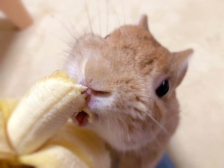 ラン?さんのインスタグラム写真 - (ラン?Instagram)「バナナ🍌(=^▽^=)💕💕 もぐもぐ♡おいしいね😊 ☆ バナナはたまにしかあげないから、とっても嬉しそうに食べる♡ ☆ 今日はめちゃくちゃ寒い:;((ɔ°ө°c));: 朝は－2℃(´-`) ペットヒーターもエアコンもフル回転だよ((*´д｀*)) これからもまだまだ寒くなるから、お布団から出たくないね。。。(:3_ヽ)_ ☆ #もぐもぐ #うさぎ #ネザーランドドワーフ #rabbit #bunny #bunnystagram  #rabbitstagram  #cute  #かわいい #ふわもこ部  #もふもふ  #zip写真部  #アニマル写真部 #instagramjapan #netherlanddwarf #うさぎと暮らす  #うさぎのいる暮らし #癒し #kawaii #ランちゃん  2019.11.21」11月21日 19時54分 - mofumofuusako