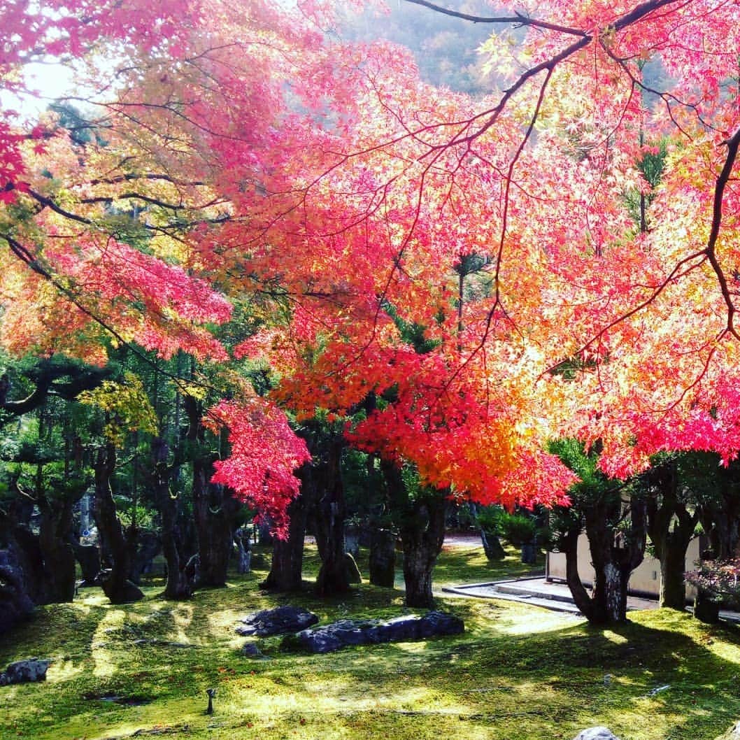 City of Kyoto Official Accountのインスタグラム：「紅葉だより2019🍁更新中 https://ja.kyoto.travel/flower/momiji/  写真は11/19のしょうざんさんの様子です。（写真はしょうざんさんからご提供いただきました。） #京都 #京都ジェニック #秋 #紅葉#もみじ #しょうざん #🍁 #未来に残したい京都 #京都好きな人と繋がりたい #庭園  #visitkyoto #kyotogenic #autumninkyoto  #shozan #fallfoliage #maple #maplemania #mapleleaf #autumnleaves #kyototravel #japantrip #autumn #kyototrip #garden 🍁Kyoto Fall Foliage Calendar 2019🍁 https://fallfoliage.kyoto.travel/」