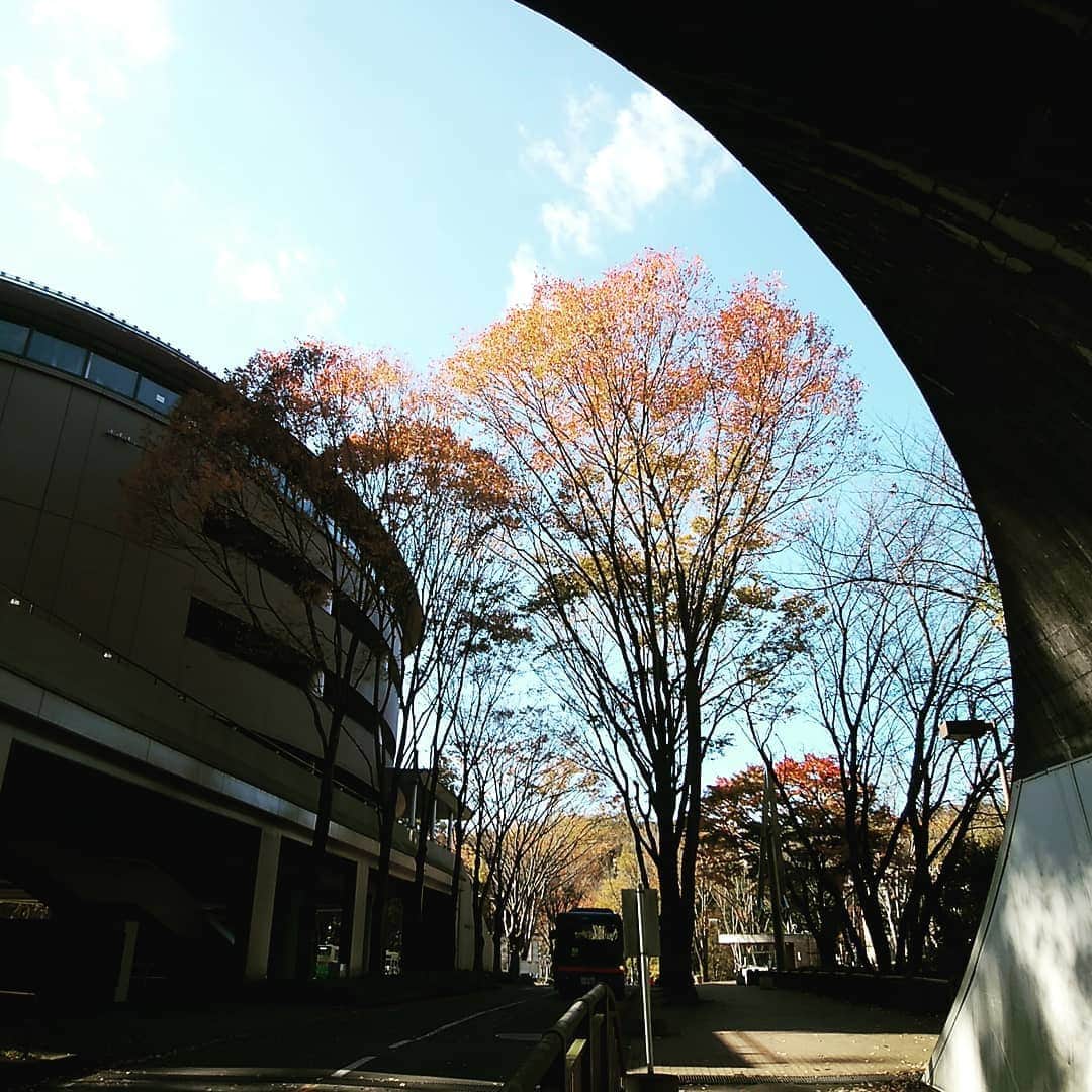 法政大学さんのインスタグラム写真 - (法政大学Instagram)「多摩キャンパスの木々は少しずつ色づいてきましたよ。 #法政 #大学 #hosei #university #多摩キャンパス #紅葉 #campus #autumnleaves #tree」11月21日 15時08分 - hosei_university