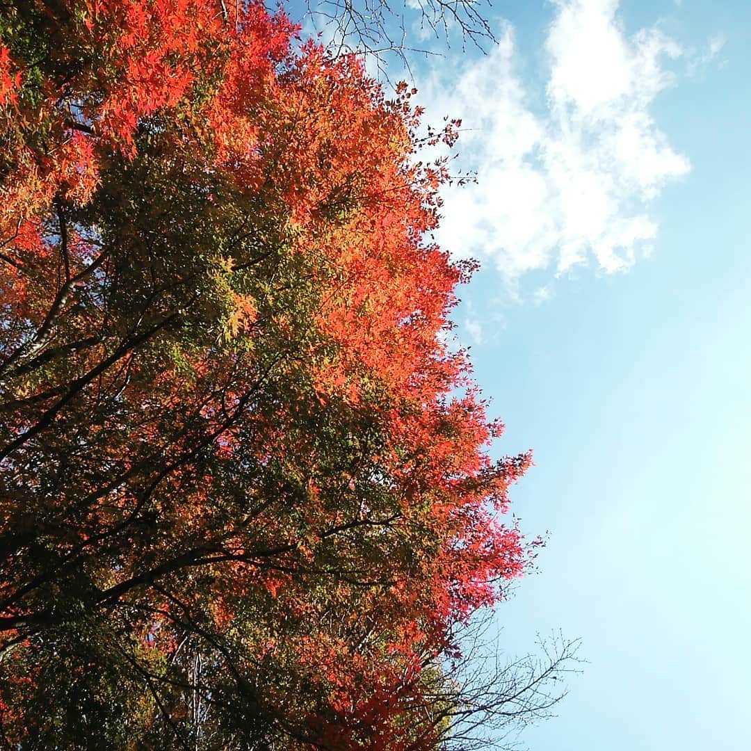 法政大学さんのインスタグラム写真 - (法政大学Instagram)「多摩キャンパスの木々は少しずつ色づいてきましたよ。 #法政 #大学 #hosei #university #多摩キャンパス #紅葉 #campus #autumnleaves #tree」11月21日 15時08分 - hosei_university