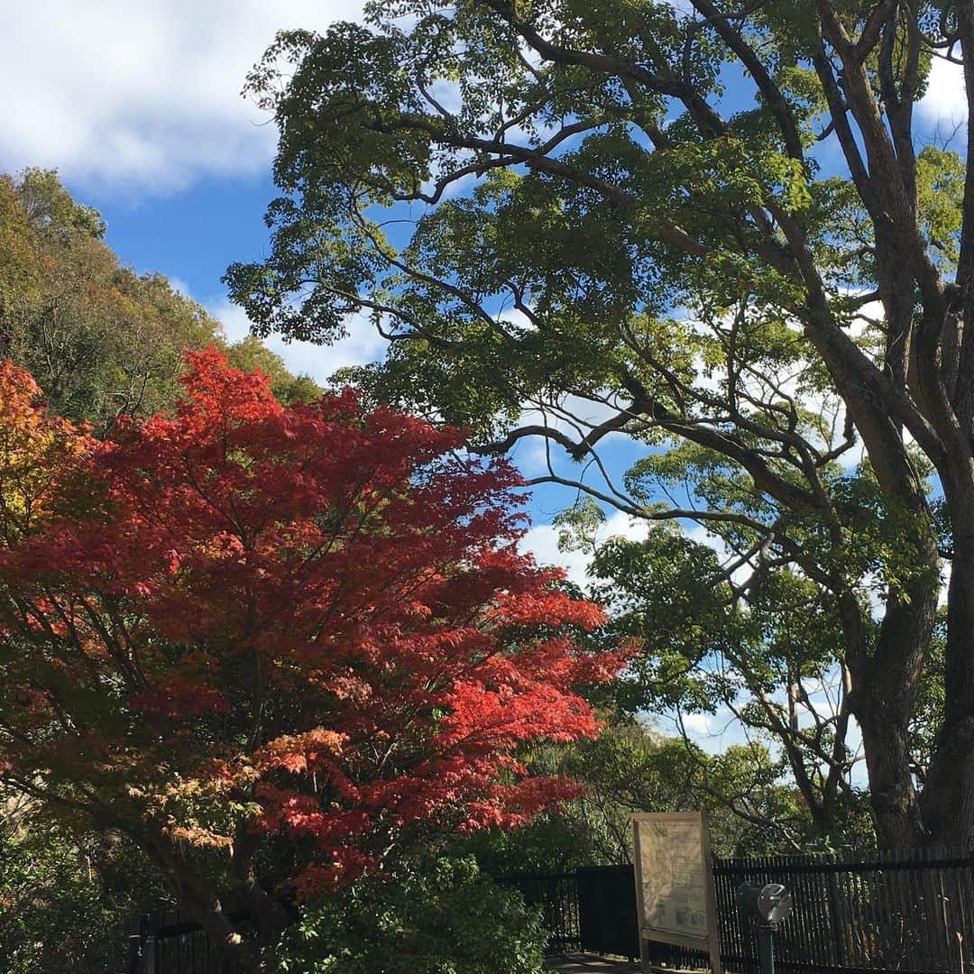 高羽そらのインスタグラム：「毎年恒例になった秋のハイキング。布引の滝も紅葉も綺麗だった🍁 #布引の滝」