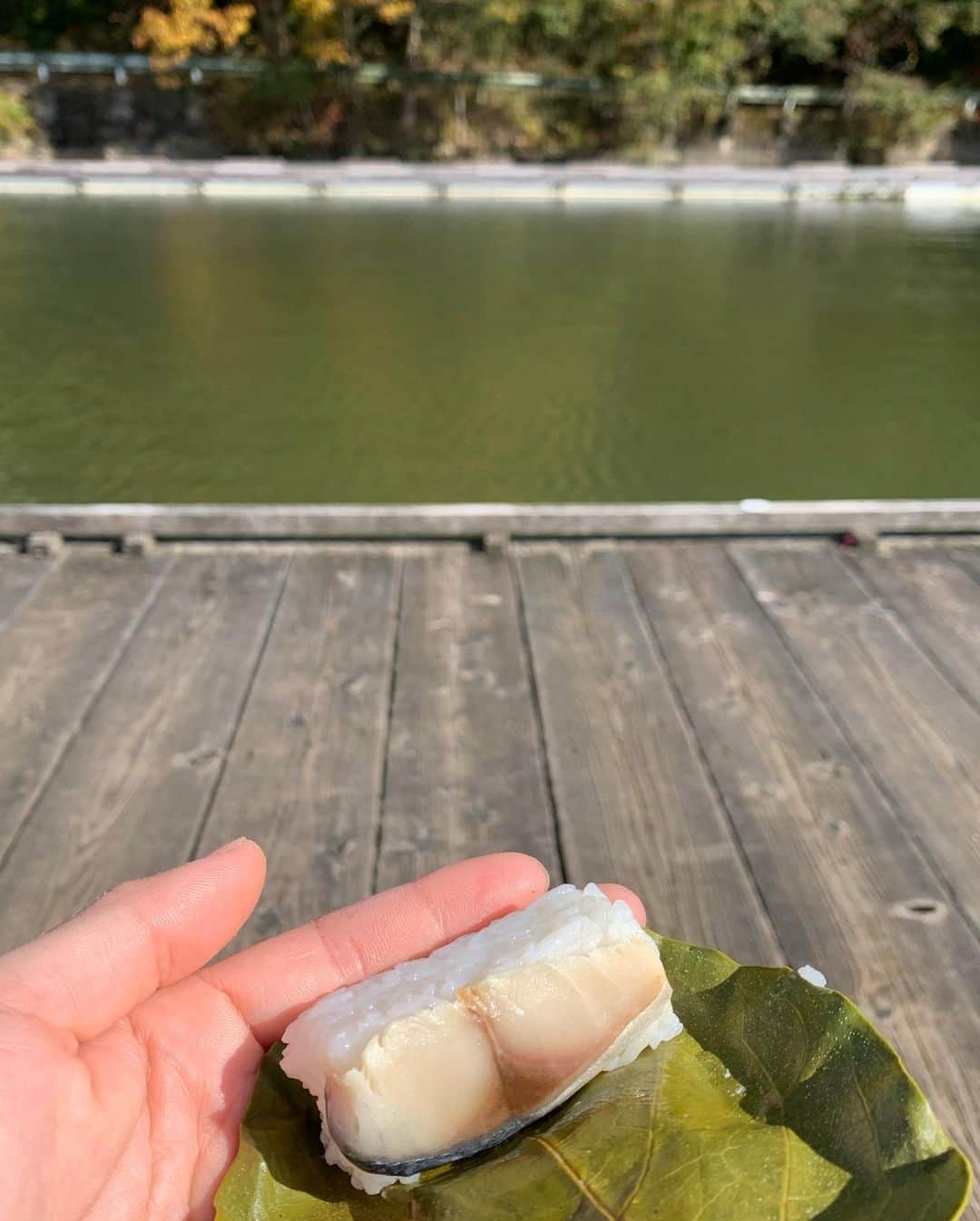 吉野七宝実さんのインスタグラム写真 - (吉野七宝実Instagram)「先日、和歌山の隠れ谷池というところでヘラブナ釣りをしてきました。 . . 大阪で撮影会があったので、本当は日帰りでも行けるんだけども折角なので一泊。 . 北に行って日本海で釣りをしようかと思っていたのですがまさかの大しけ。 風速15メーター！ これじゃ船でないし釣りになんないねって事でヘラブナになりました。 . ヘラブナはまだ3回目の初心者ちん！ 粉を配合してね、その時々に合った餌を作るんですわ。 混ぜ混ぜコネコネ。 . これがまた面白くてね、たとえ同じ餌を同じ分量入れたとしても混ぜる人によって違う餌ができるのよ。 餌にどれだけ空気が入るかと、どれだけの力で団子を握るかで変わってくるんだと思うけどね。 それによって水に落ちた時に、餌の広がり方も変わってくるし、魚の反応も変わってくるからねー。 ほんとに奥の深い釣りですよ。 . . 最初はね、魚がまだ寄ってないから、ドンドン打つの。 そうするとね、餌の落ちた深さの所に魚がみんな集まってきて、群れができるんだよね。 それが集まりすぎると、棚に落としてる途中に魚がつついてきて、つついた事でばらけた餌が高い水深で違う魚を呼び、、、どんどん魚の群れが浮いてきちゃうんだよね。 . そーなっちゃうとね、糸が張る前に餌がなくなっちゃうから浮きに反応がでなくなるのよ。 . こーなってからがまた面白くてさ。 ぎゅーって固く握った餌団子作ってさ、ちょっとやそっと魚に突かれてもばらけないやつ。 それを打って、ちゃんと下まで落とすの。2〜3回。 その餌は硬いからか食われないんだけども、それでまた魚の群れの位置を下げるんだよね。 . . 水深もたいしてない池だけどこーゆー作戦を立てながら、自分のコマせ場を作る楽しさがあるよね、ヘラブナには。 . . #ヘラブナ　#和歌山　#隠れ谷池」11月21日 15時40分 - shihomi0305