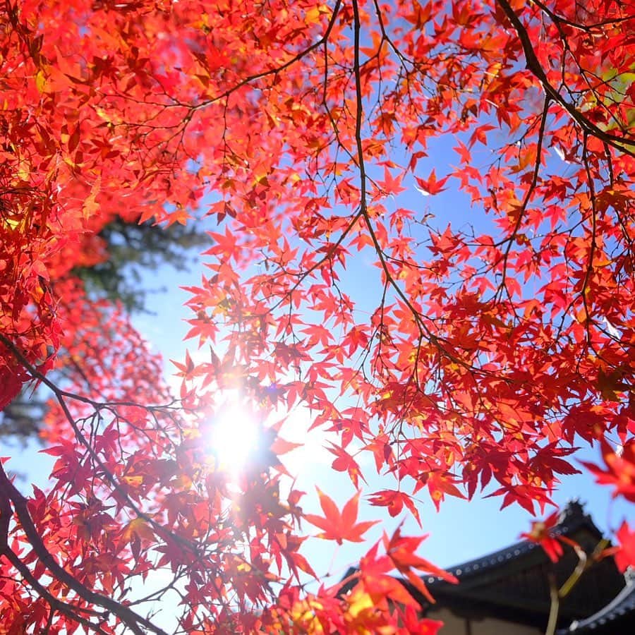 奈良 長谷寺 / nara hasederaのインスタグラム