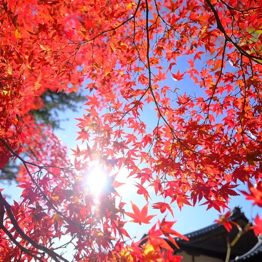 奈良 長谷寺 / nara hasederaのインスタグラム