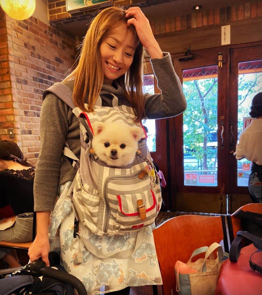 葵ゆりかさんのインスタグラム写真 - (葵ゆりかInstagram)「最近愛用してる動くリュック🐶笑  #抱っこ　#愛犬　#おもち　#pomeranian #ポメ　#pom #pomestagram #pomeranianlove #ポメラニアン　#白ポメ　#わんこ　#わんことお出かけ #restaurant #cafe #lunch #instadog #dogstagram #dog #inustagram #いぬのきもち　#リュック　#fashion #いぬ　#犬」11月21日 15時51分 - yuriyuricchi