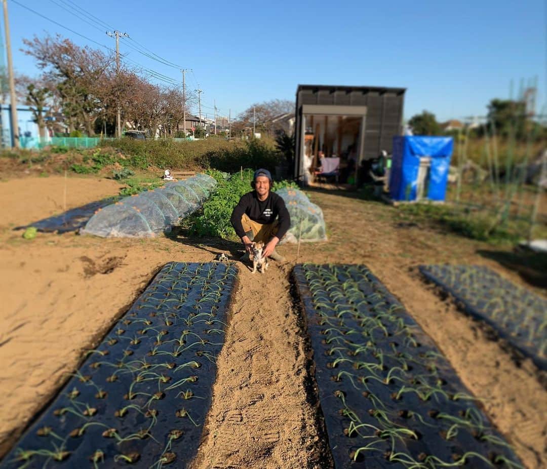 三浦理志さんのインスタグラム写真 - (三浦理志Instagram)「タマネギの苗植え425本完了〜！ 里芋、ネギ、小松菜、レタスもいい感じ〜。 〜〜〜〜〜〜〜〜SURF&NORF〜〜〜〜〜〜〜 #surfandnorf #farm #farmer #vegetables #onion #lettuce #畑 #野菜 #タマネギ #農夫 #里芋 #レタス」11月21日 16時18分 - mar4m