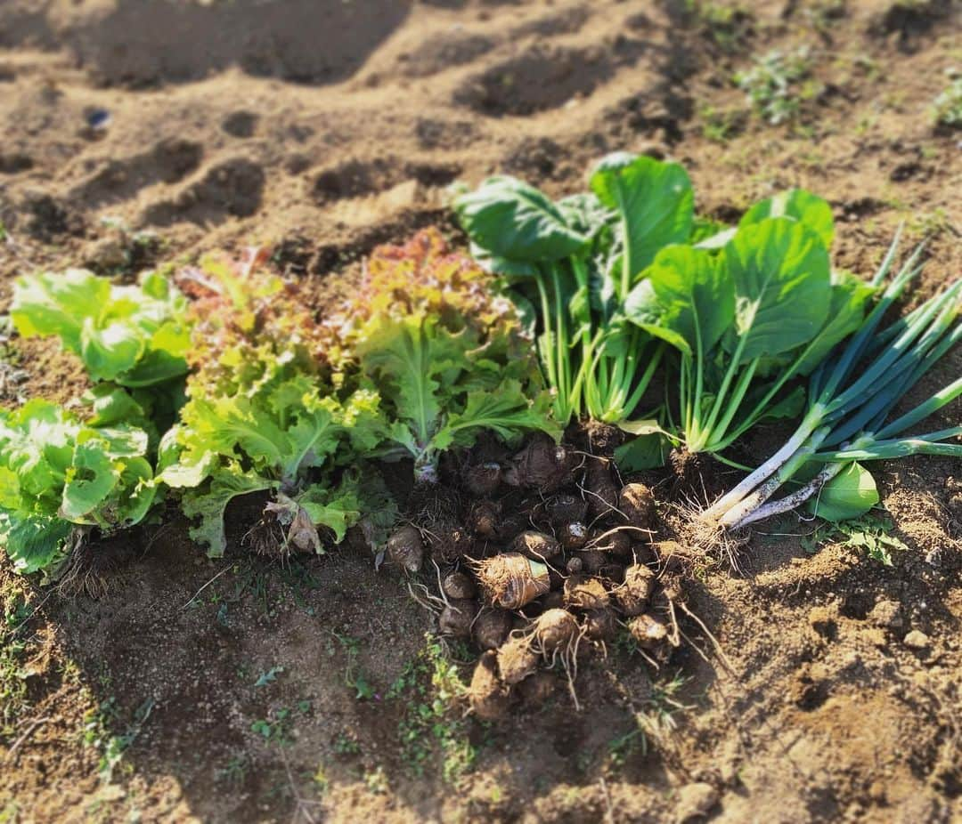 三浦理志さんのインスタグラム写真 - (三浦理志Instagram)「タマネギの苗植え425本完了〜！ 里芋、ネギ、小松菜、レタスもいい感じ〜。 〜〜〜〜〜〜〜〜SURF&NORF〜〜〜〜〜〜〜 #surfandnorf #farm #farmer #vegetables #onion #lettuce #畑 #野菜 #タマネギ #農夫 #里芋 #レタス」11月21日 16時18分 - mar4m