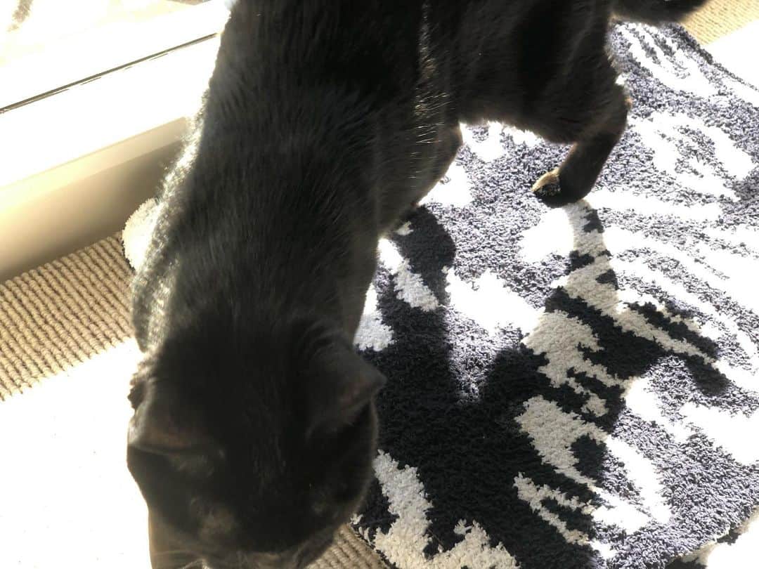 英玲奈さんのインスタグラム写真 - (英玲奈Instagram)「#影虎 様 朝はいつも窓辺でポカポカタイムしてます。 お写真撮るとすぐ寄って来ちゃう。 #猫 #cat #黒猫 #blackcat  #飼い猫あるある」11月21日 16時22分 - erena_erenyan