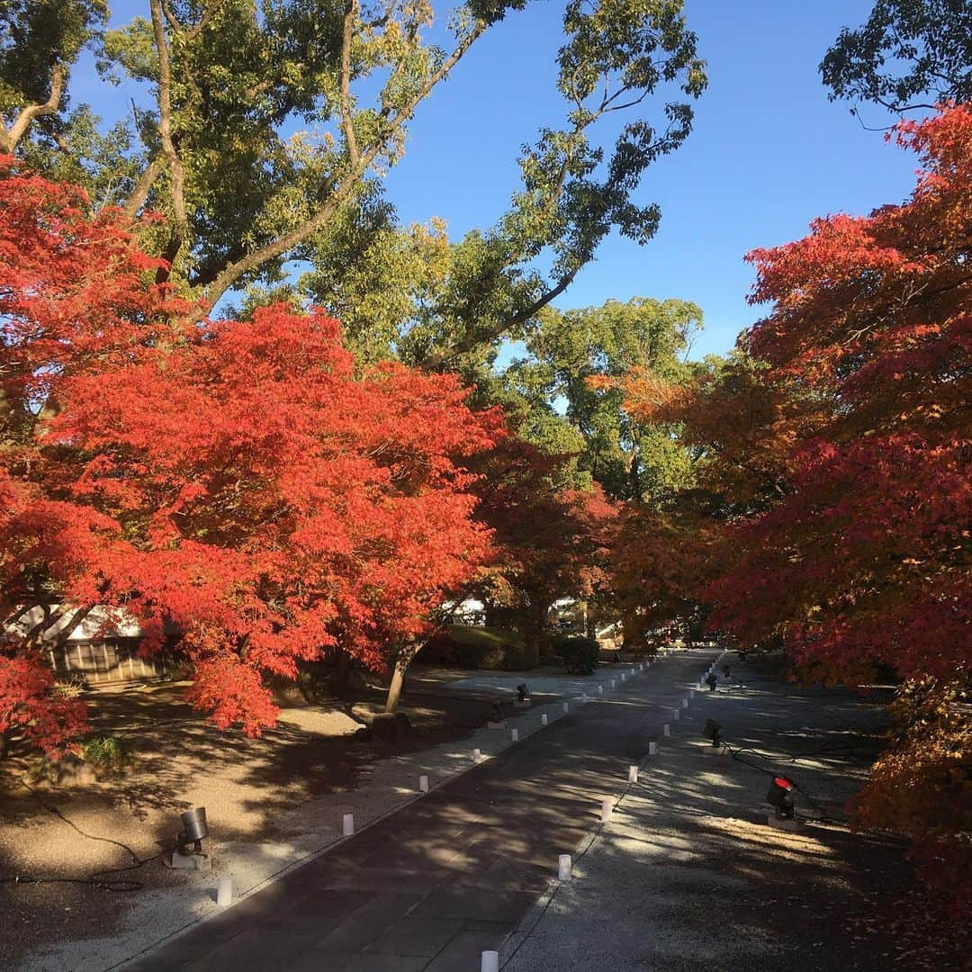 熊本城さんのインスタグラム写真 - (熊本城Instagram)「【#旧細川刑部邸 限定開放及び #紅葉 #ライトアップ 】 熊本地震により閉園しています旧細川刑部邸の期間限定開放と 紅葉のライトアップを今日から開催します🍁この機会に ぜひご覧ください。 期　　間：令和元年11月23日（土）〜12月9日（月）予定 時　　間：8：30～20：00（三の丸第一、第二駐車場は20：30閉鎖） ※日没から20：00までライトアップいたします。 開放区域：無料区域（庭園）のみ #熊本城 #kumamotocastle #熊本 #kumamoto #japan #japantrip  #earthquake」11月21日 17時12分 - kumamoto_castle