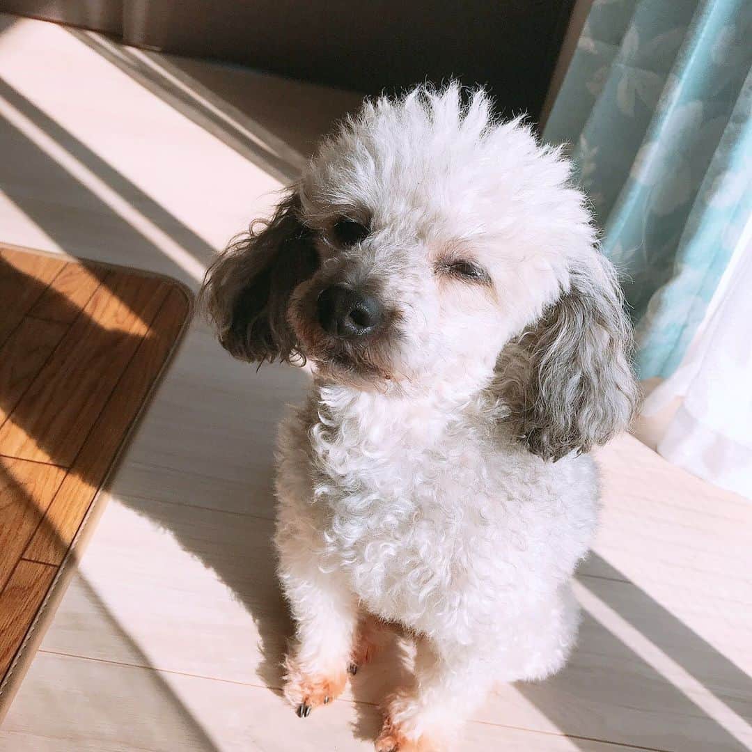 大塚莉奈のインスタグラム：「バロンの日向ぼっこ。  #バロン #トイプードル #犬 #イッヌ #イッヌスタグラム #baron #dog #dogstagram #toypoodle #instagood」