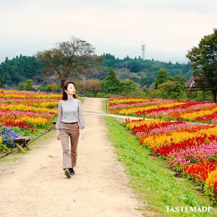 テイストメイドのグルメインスタ