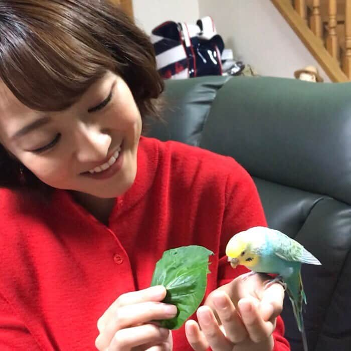 滝菜月さんのインスタグラム写真 - (滝菜月Instagram)「余談ですが...﻿ ﻿ 先週地元でお仕事があったおかげで﻿ 実家のペットのピーちゃんに会えました。﻿ ﻿ セキセイインコのピーちゃん。﻿ ﻿ 高校合格のお祝いに買ってもらったので﻿ なんと11歳！！﻿ 平均寿命が7歳とのことなので...﻿ かなり長老ですが、とっても元気です。﻿ ﻿ 産毛が少しだけ生えてるヒナ鳥の時に﻿ ホームセンターで1000円くらいで﻿ 売られていたピーちゃん。﻿ ﻿ 今は立派に家の中を飛び回り﻿ 『ナッチャン！ピーチャン！ナカヨシー！！』﻿ とお喋りもします。﻿ ﻿ #余談ですが #セキセイインコ #ピーちゃん﻿」11月21日 17時32分 - taki_natsuki