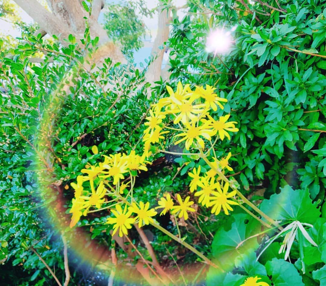 西真理子さんのインスタグラム写真 - (西真理子Instagram)「✿heart♡flower✿  幸せみっけ😊  #お散歩 #ツワブキの花 #病院にて  #heart #flower #happy #yellow」11月21日 17時49分 - mari.nishi.7
