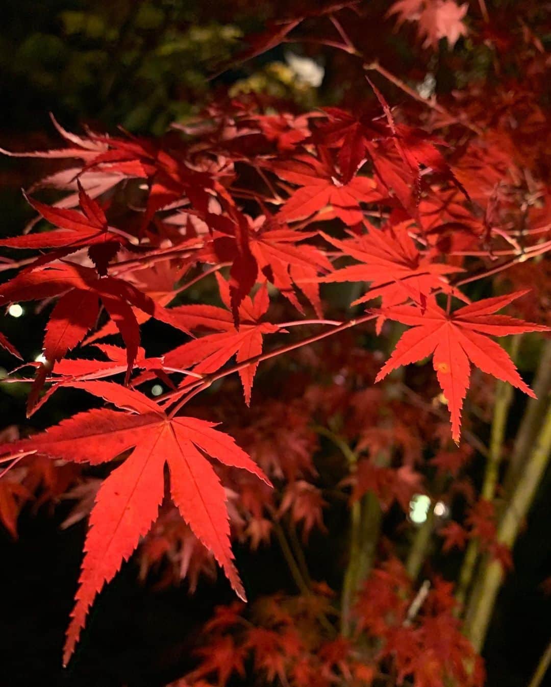 HARUKAさんのインスタグラム写真 - (HARUKAInstagram)「＊ おやすみの日⭐️ . ライトアップの紅葉を見に行ってきました☺️🍁 まだ少し緑もあり黄もありつつ真っ赤な紅葉もあったよ ♪ そんなプライベート写真で失礼しております🙇🏻‍♀️!! . この季節にしかできないこと。 今年の秋もしっかり感じました🤲🏻🧡 . 皆さんの秋と言えばなにかな🥰… . #cyberjapan #cjd #bazooka  #サイバージャパン #サイバージャパンダンサーズ  #紅葉 #京都紅葉 #永観堂 #南禅寺 #ライトアップ」11月21日 18時03分 - cjd_haruka