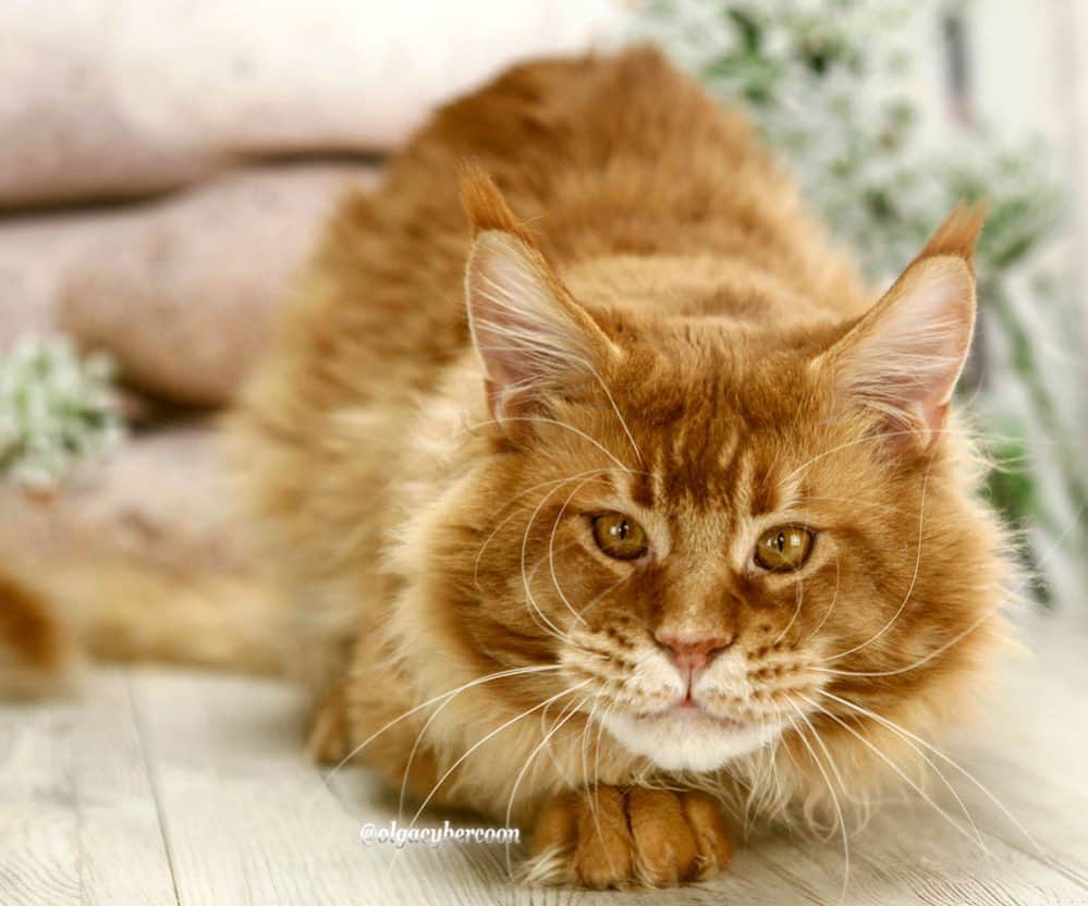 МейнКун MaineCoon Питомникのインスタグラム：「Красавец Геркулес❤️😻👍🏻」