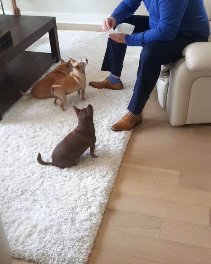 のインスタグラム：「@hb_spud #chihuahua」