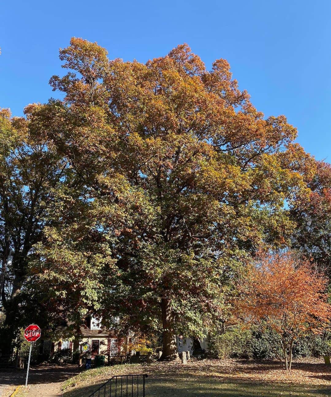 リック・バーチのインスタグラム：「Top work Bill! . Like this tree, all deserve ownership of themselves.」