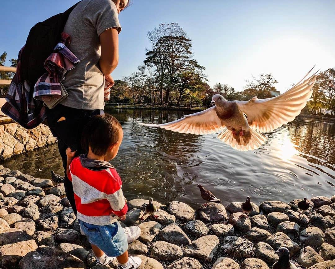 GoProさんのインスタグラム写真 - (GoProInstagram)「隙を突いた #鳩 の奇襲！🐦 📷 @kazuya_0324 ・ ・ ・ #GoPro #GoProJP #GoProのある生活 #GoProのある親子 #親子 #鳥 #野鳥」11月21日 20時11分 - goprojp