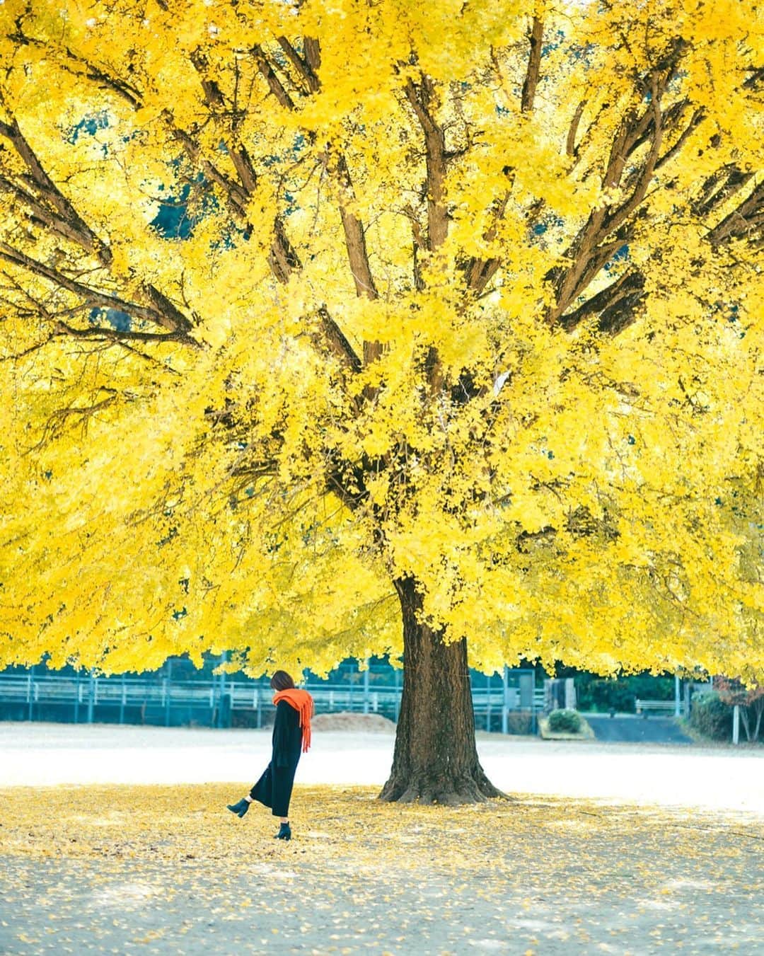 Kobe Japan Water artのインスタグラム：「"Looking for autumn" . どんぐり探し中 #落ちてるとしたら銀杏」