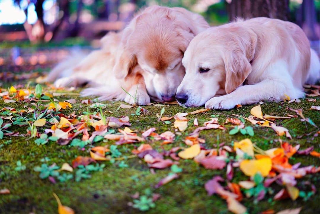 まゆみさんのインスタグラム写真 - (まゆみInstagram)「。 。 秋pic地味に続いてます😂🙏🏻✨ 。 #あーぺーフォト 。 #ゴールデンレトリバー#goldenretriever#dog#犬#あーるん#golden#retriever#doglover#insta_dog#ぺんぺん子ちゃん#welovegoldens#Instagram#Instagramjapan#Instagramdogs#9gag#dogstagram#dogsofinstagram#dogs#doggy」11月21日 20時38分 - aarun_evolution