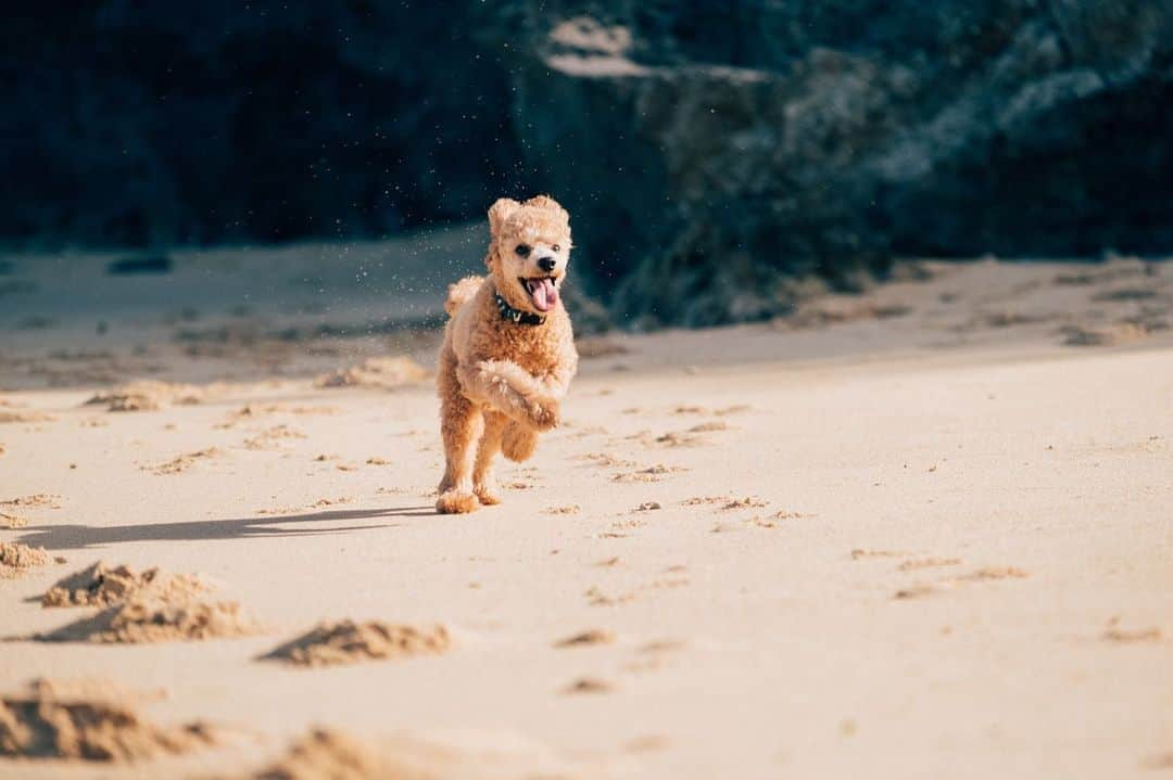 岡根直哉さんのインスタグラム写真 - (岡根直哉Instagram)「ビーチ最高っ🐩💨 . . #beach#toypoodle#長太郎 #俺と2人の散歩はよ帰りたがる #辛  家でもずっと @_yukiyoga_ の後ろぴったり🤷🏾‍♂️」11月21日 20時45分 - naoya_okane