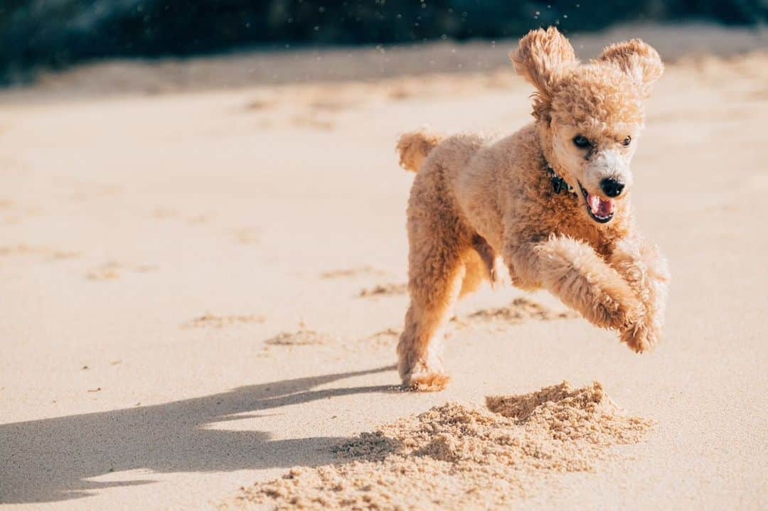 岡根直哉さんのインスタグラム写真 - (岡根直哉Instagram)「ビーチ最高っ🐩💨 . . #beach#toypoodle#長太郎 #俺と2人の散歩はよ帰りたがる #辛  家でもずっと @_yukiyoga_ の後ろぴったり🤷🏾‍♂️」11月21日 20時45分 - naoya_okane