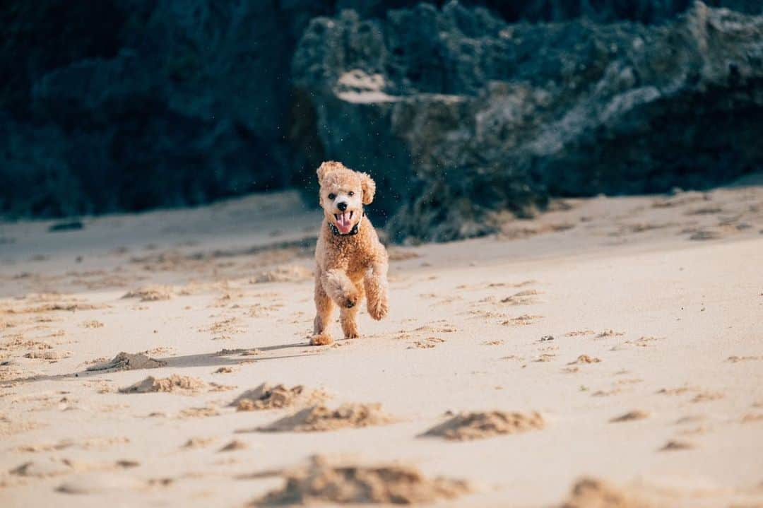 岡根直哉のインスタグラム：「ビーチ最高っ🐩💨 . . #beach#toypoodle#長太郎 #俺と2人の散歩はよ帰りたがる #辛  家でもずっと @_yukiyoga_ の後ろぴったり🤷🏾‍♂️」