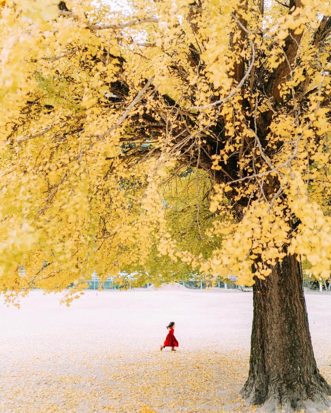 wacameraのインスタグラム：「Do you like a photographie? If you like it, why? 最近撮影に行くのがまた楽しくてたまらない日々。忘れてた熱を思い出して火傷しそうです(*ˊᵕˋ*)次はどこに行こう？」
