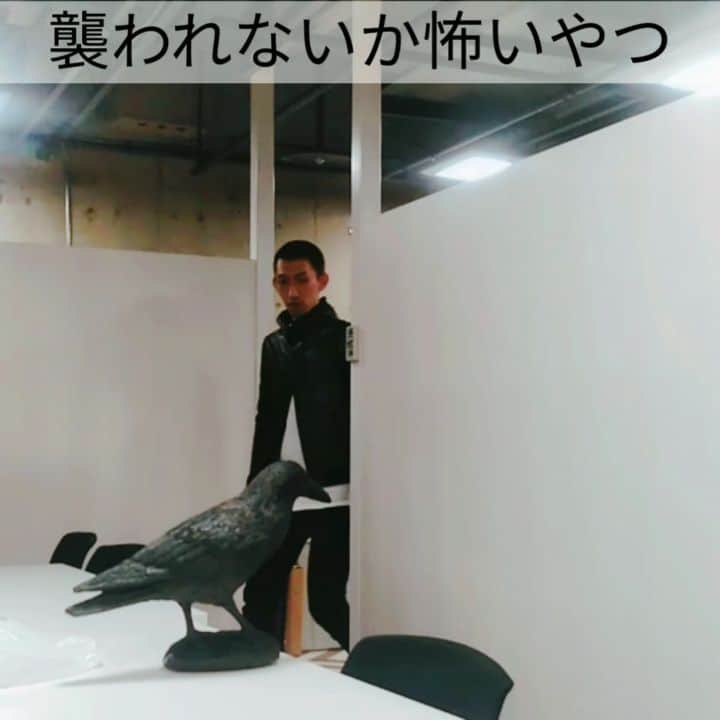 たいゆうきのインスタグラム：「秒でものまね ｢襲われないか怖いやつ｣  #秒でものまね  #カラス  #怖い  #朝 #新宿  #渋谷  #shibuya  #shinjuku  #tokyo #あるある」