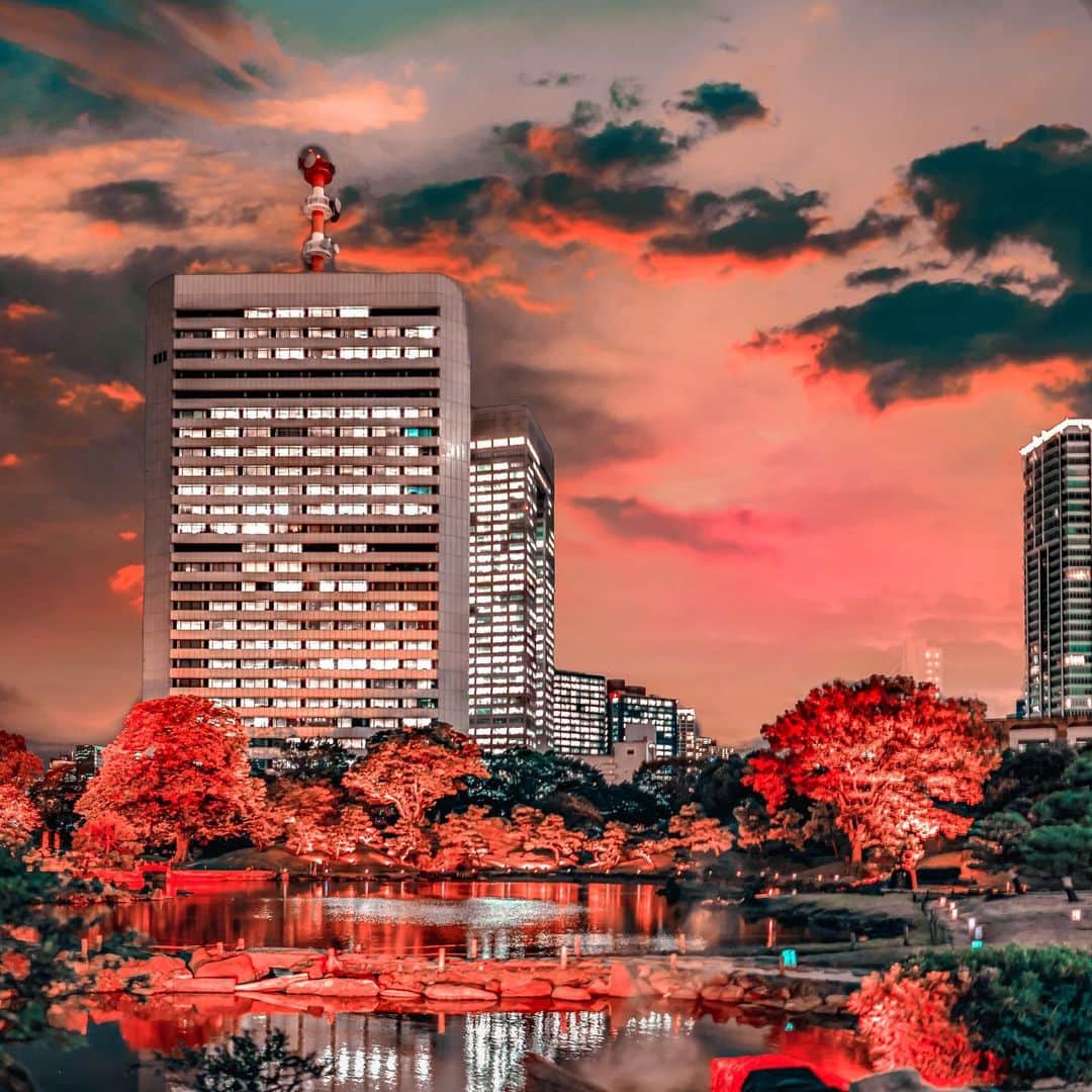 Stella Leeさんのインスタグラム写真 - (Stella LeeInstagram)「SAVE THIS POST for future reference during autumn visit to Tokyo this year  Introducing you one of must visit Tokyo’s night illuminations which is Shibarikyu Garden - Hamamatsucho. When it’s getting dark, the trees are lit up and the colors’ are changed to red, purple, pink, and other colorful shades to beautify the night. It is within walking distance from JR Hamamatsucho or Daimon Station  Around the garden they have a few foods and drinks stalls such as stew, yakitori, and tempura as a part of Edo Akiyakai event. Enjoy Suntory’s beverages as wel under autumn’s sky, they have variations from beer, gin, ocha, and so on! I tasted the Roku Gin one and it’s really nice 😍  #Suntorytime #pr #EdoAkiYakai @suntorytime_official @yorimichi.japan」11月21日 21時15分 - stellalee92