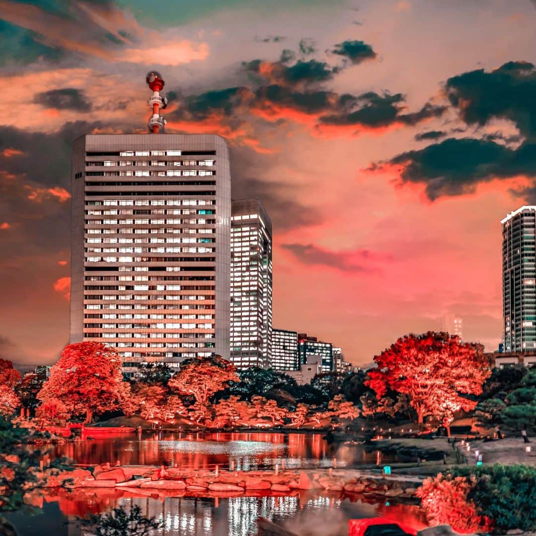 のインスタグラム：「SAVE THIS POST for future reference during autumn visit to Tokyo this year  Introducing you one of must visit Tokyo’s night illuminations which is Shibarikyu Garden - Hamamatsucho. When it’s getting dark, the trees are lit up and the colors’ are changed to red, purple, pink, and other colorful shades to beautify the night. It is within walking distance from JR Hamamatsucho or Daimon Station  Around the garden they have a few foods and drinks stalls such as stew, yakitori, and tempura as a part of Edo Akiyakai event. Enjoy Suntory’s beverages as wel under autumn’s sky, they have variations from beer, gin, ocha, and so on! I tasted the Roku Gin one and it’s really nice 😍  #Suntorytime #pr #EdoAkiYakai @suntorytime_official @yorimichi.japan」