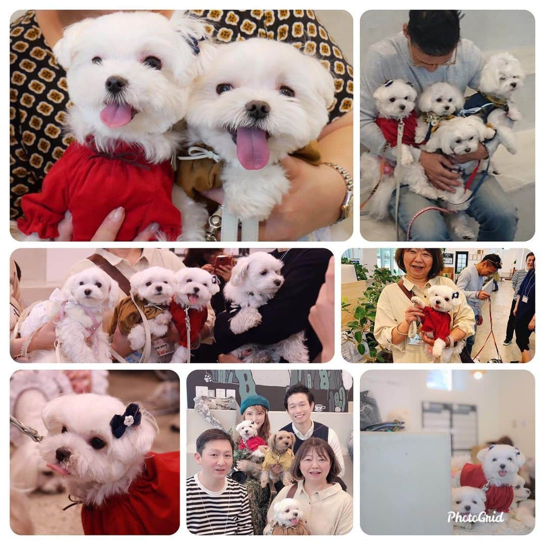 おかゆ & おもちさんのインスタグラム写真 - (おかゆ & おもちInstagram)「...🐶🎵🐶💕..・.🎉 . . わん活パーティー🎉 〜もっち編〜 . 裏話...☺️もっちのワンワン記録💦 . . 行きのバスは💯、奈良〜京都の快速電車は女子高生に一回ワン！、新幹線は私がトイレに行ってる間に10回ワンワン鳴いたらしい😅💦(私は後で知りました😅) でも、もっちにしては5時間の長旅よく頑張った〜〜👏🏻👏🏻 . . 帰りは、新幹線の駅に停車時、人の乗り降りの足音に反応して、5回ワンワン✖️3駅＝15ワンワン、後の電車は💯、バスはおかゆの激しいワンコラにつられて約10ワンワン😓💦💦でも、声をかけたらもっちは鳴くのをやめたよ👍おかゆの方がひどくて、冷や汗かいた〜〜😫😰 . もっち、よく頑張った〜〜😭🎊 . わん活パーティー中は、ホントに嬉しそうで、ずっと笑って、しっぽフリフリ💓きっとオムツの中は嬉ションでいっぱいだったことでしょう😆🤣🤣 . みんなに抱っこしてアピールでワンワン鳴いてたもっち💦抱っこしてくださった方々、ありがとうございました🤗うるさくてごめんなさいね🙇🏻‍♀️ . . 皆さんの温かい応援やアドバイスのおかげで、こんなに嬉しそうなもっちを見ることができました🥰ホントにありがとうございました❣️❣️ . . もう、マルフェスも行っちゃう⁉️😆🎵 . . . ❤︎ .  #maltese #malteseofinstagram #malteselovers #happydog #dogsmile #doglove #doglover #doglife #dogsofinstagram #dogstagram #instadog #lovedogs #ilovemydog #cutedog #dogoftheday #멍스타그램 . #okayusan #マルチーズ #犬バカ部 #癒しわんこ #わんこ #愛犬 #大好き #いぬすた #わんこは家族 #わんことお出かけ #わん活パーティーin両国 #ハイテンションガール #応援ありがとう #頑張りました」11月21日 21時25分 - okayuchan0421