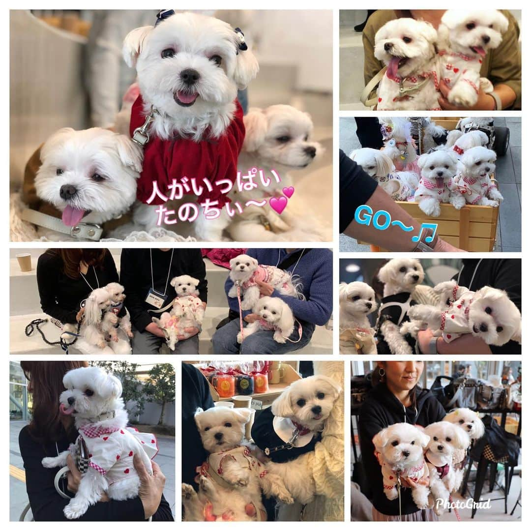 おかゆ & おもちさんのインスタグラム写真 - (おかゆ & おもちInstagram)「...🐶🎵🐶💕..・.🎉 . . わん活パーティー🎉 〜もっち編〜 . 裏話...☺️もっちのワンワン記録💦 . . 行きのバスは💯、奈良〜京都の快速電車は女子高生に一回ワン！、新幹線は私がトイレに行ってる間に10回ワンワン鳴いたらしい😅💦(私は後で知りました😅) でも、もっちにしては5時間の長旅よく頑張った〜〜👏🏻👏🏻 . . 帰りは、新幹線の駅に停車時、人の乗り降りの足音に反応して、5回ワンワン✖️3駅＝15ワンワン、後の電車は💯、バスはおかゆの激しいワンコラにつられて約10ワンワン😓💦💦でも、声をかけたらもっちは鳴くのをやめたよ👍おかゆの方がひどくて、冷や汗かいた〜〜😫😰 . もっち、よく頑張った〜〜😭🎊 . わん活パーティー中は、ホントに嬉しそうで、ずっと笑って、しっぽフリフリ💓きっとオムツの中は嬉ションでいっぱいだったことでしょう😆🤣🤣 . みんなに抱っこしてアピールでワンワン鳴いてたもっち💦抱っこしてくださった方々、ありがとうございました🤗うるさくてごめんなさいね🙇🏻‍♀️ . . 皆さんの温かい応援やアドバイスのおかげで、こんなに嬉しそうなもっちを見ることができました🥰ホントにありがとうございました❣️❣️ . . もう、マルフェスも行っちゃう⁉️😆🎵 . . . ❤︎ .  #maltese #malteseofinstagram #malteselovers #happydog #dogsmile #doglove #doglover #doglife #dogsofinstagram #dogstagram #instadog #lovedogs #ilovemydog #cutedog #dogoftheday #멍스타그램 . #okayusan #マルチーズ #犬バカ部 #癒しわんこ #わんこ #愛犬 #大好き #いぬすた #わんこは家族 #わんことお出かけ #わん活パーティーin両国 #ハイテンションガール #応援ありがとう #頑張りました」11月21日 21時25分 - okayuchan0421