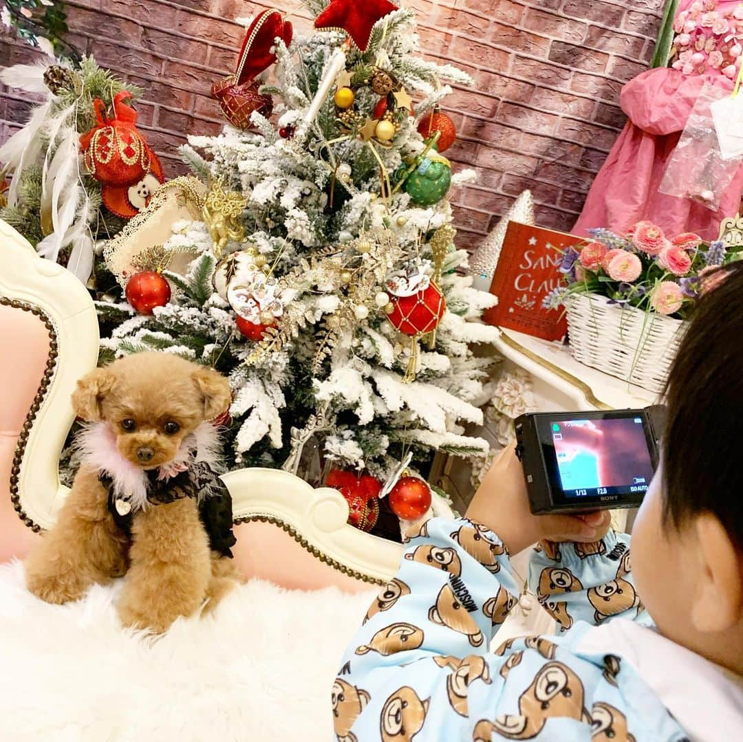 ? Tia ?さんのインスタグラム写真 - (? Tia ?Instagram)「shopping🧸💖💖 … … #toypoodle #toypoodlered #toypoodlegram #toypoodlelove #minipoodle #littlepoodle #redpoodle #instadog #adorable #cutest #cutiepie #socute #ilovemydog #トイプードル #littlebear #instapoodle #ティーカッププードル #teacuppoodle #puppilyhills #パピリーヒルズ #littleprincess #instatoypoodle #babyanddog #コドモノ #xmastree🎄 #ig_kidsjapan #ig_kids #forpetsonly #tia #triming」11月21日 21時23分 - tia1101