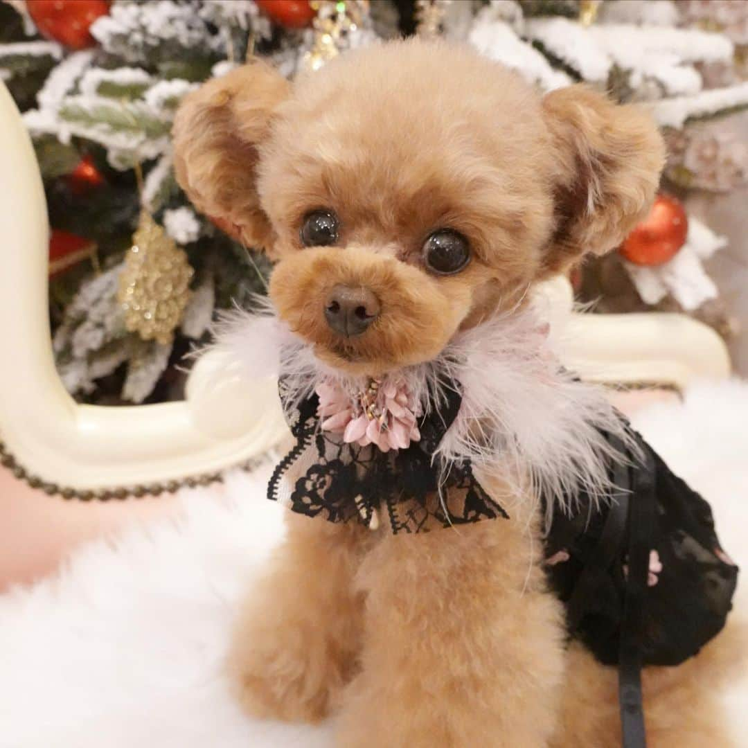 ? Tia ?のインスタグラム：「shopping🧸💖💖 … … #toypoodle #toypoodlered #toypoodlegram #toypoodlelove #minipoodle #littlepoodle #redpoodle #instadog #adorable #cutest #cutiepie #socute #ilovemydog #トイプードル #littlebear #instapoodle #ティーカッププードル #teacuppoodle #puppilyhills #パピリーヒルズ #littleprincess #instatoypoodle #babyanddog #コドモノ #xmastree🎄 #ig_kidsjapan #ig_kids #forpetsonly #tia #triming」