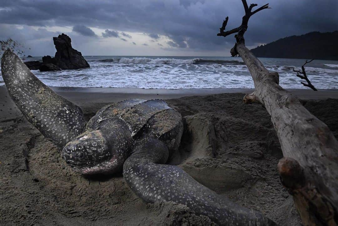 Thomas Peschakさんのインスタグラム写真 - (Thomas PeschakInstagram)「At dawn a gigantic leatherback turtle disguises her nest; using her front flippers to spread sand over a wide area, she camouflages the exact location of the egg chamber. Grande Riviere, along the north coast of Trinidad, has the highest nesting densities of leatherback sea turtles in the world. During the May to July peak season up to 300 leatherbacks nest along this just 800 m long stretch of sandy beach every night.  Shot on assignment for @NatGeo working with the Grande Rivière Nature Guide Association. Check out the full story in the October 2019 issue of @NatGeo magazine with text by @craigwelch #seaturtles #turtle #beach #trinidad」11月21日 21時51分 - thomaspeschak