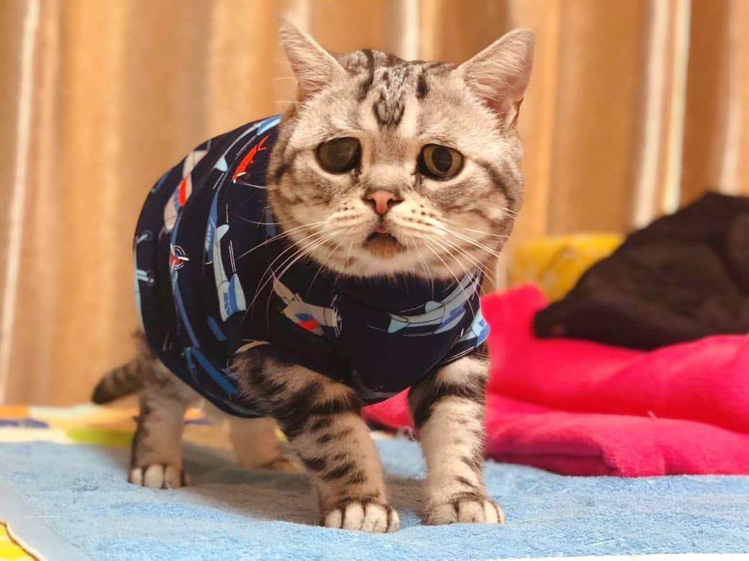 ルフさんのインスタグラム写真 - (ルフInstagram)「#luhu:" my new sweater ~" - - #cat #cute #sadcat #angel #adorable #lovely #catfashion #winterstyle」11月21日 22時05分 - lanlan731