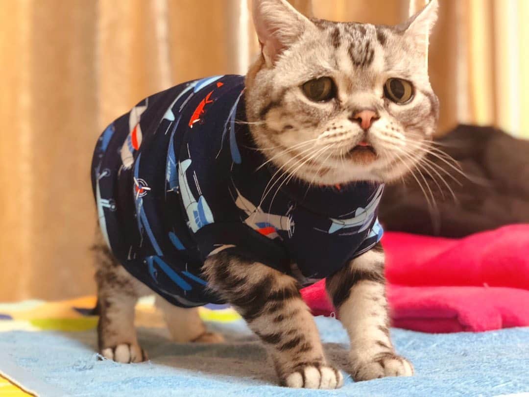 ルフさんのインスタグラム写真 - (ルフInstagram)「#luhu:" my new sweater ~" - - #cat #cute #sadcat #angel #adorable #lovely #catfashion #winterstyle」11月21日 22時05分 - lanlan731